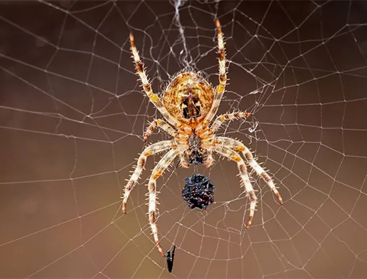 Dedetização de Aranhas na Zona Oeste